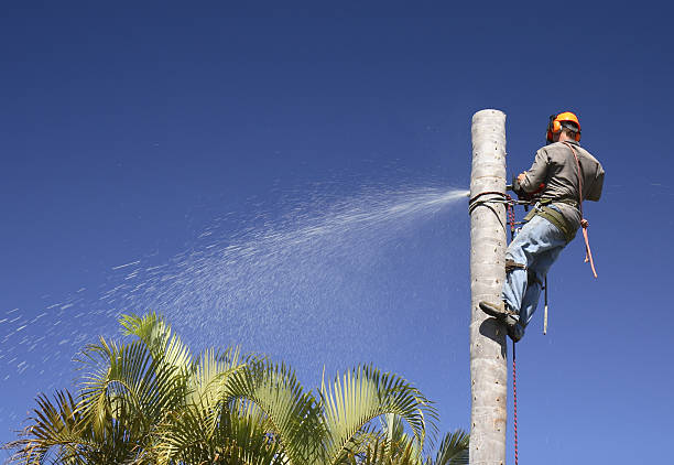 Best Lawn Renovation and Restoration  in Graham, WA