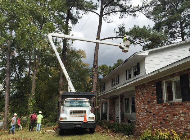 Best Tree Risk Assessment  in Graham, WA