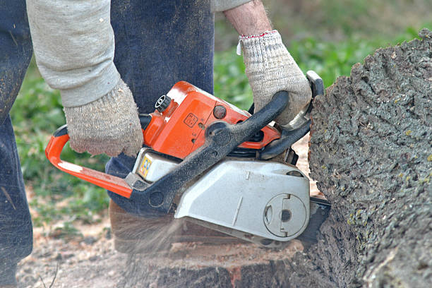 Best Storm Damage Tree Cleanup  in Graham, WA