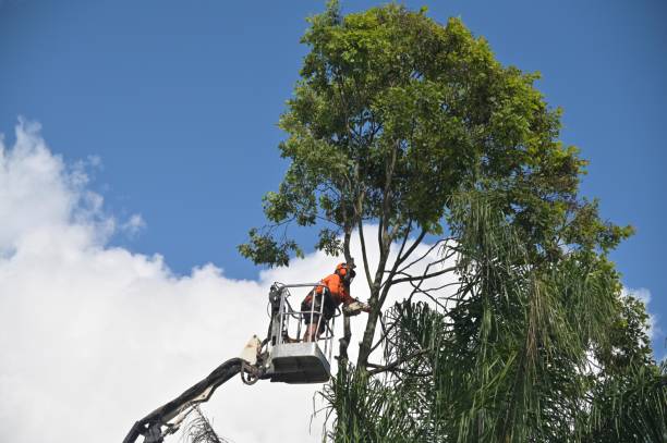 Best Tree Cabling and Bracing  in Graham, WA
