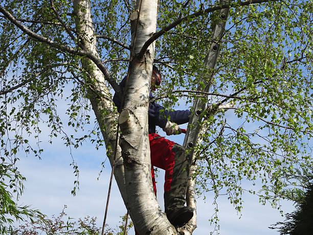 Best Pest Control for Lawns  in Graham, WA