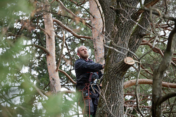 Best Utility Line Clearance  in Graham, WA