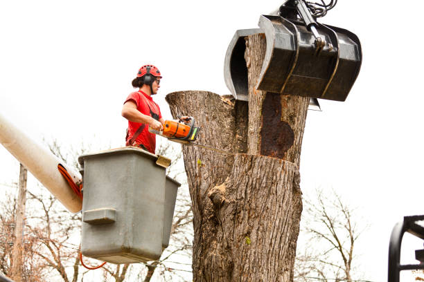 Best Tree Risk Assessment  in Graham, WA